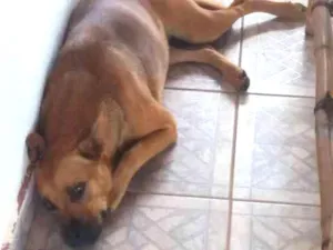 Cachorro raça SRD idade 2 anos nome Sem Nome