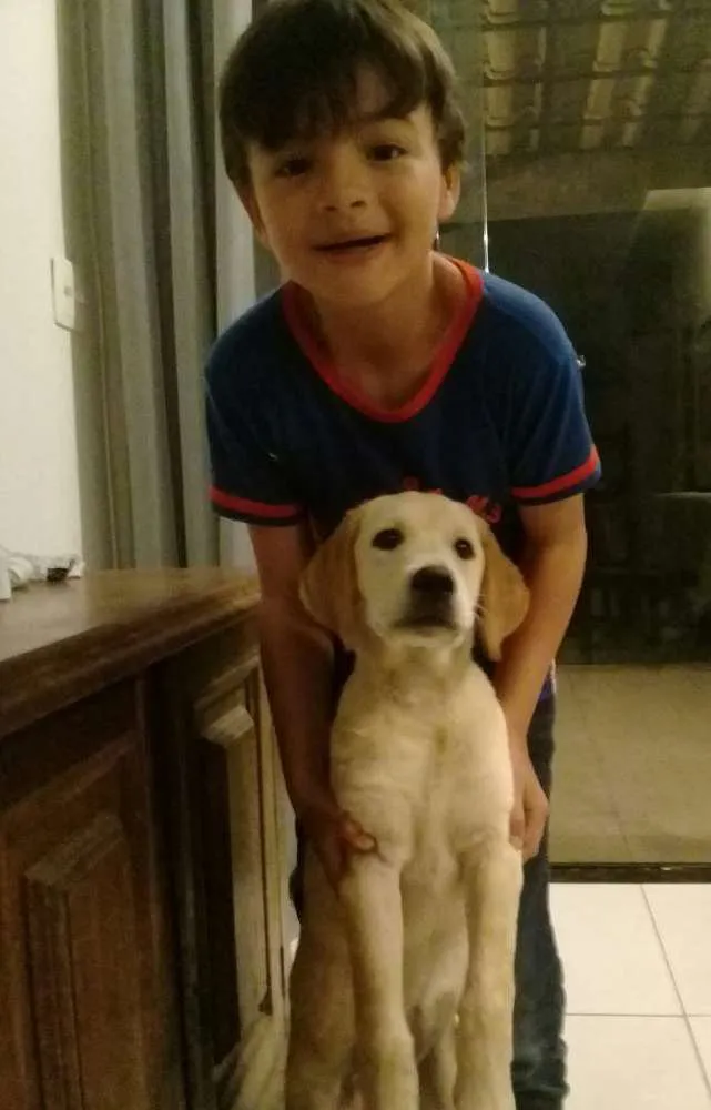Cachorro raça Labrador idade 7 a 11 meses nome Diana