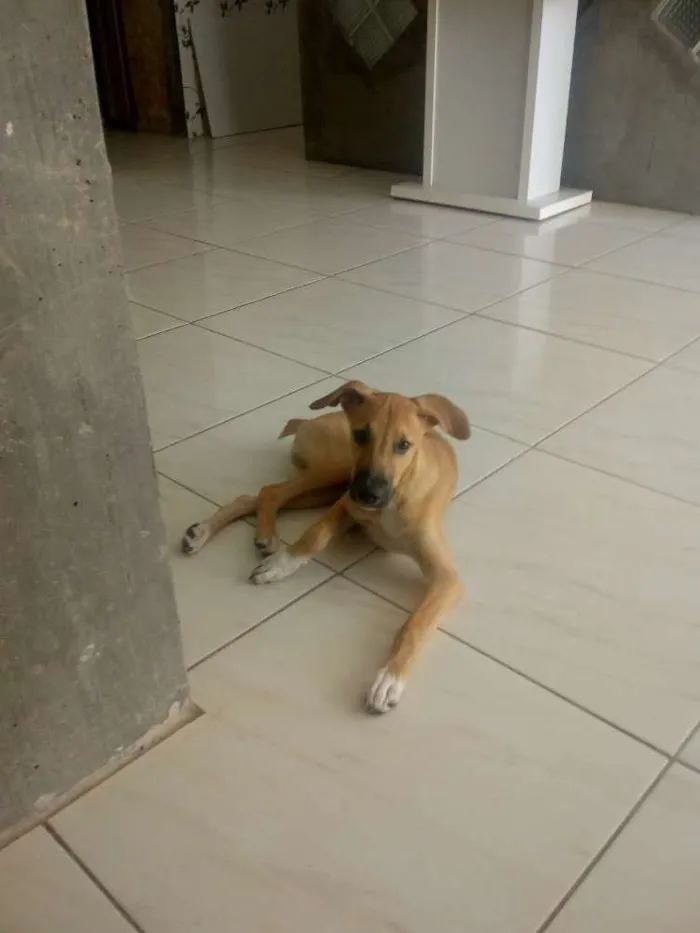 Cachorro raça Vira lata idade 2 a 6 meses nome Maik