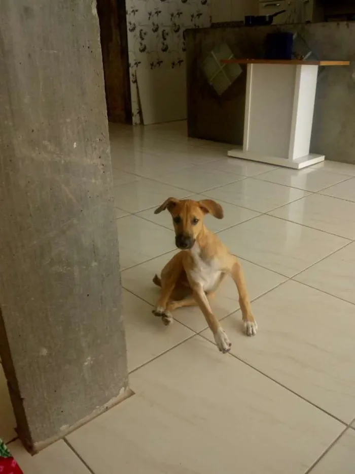 Cachorro raça Vira lata idade 2 a 6 meses nome Maik