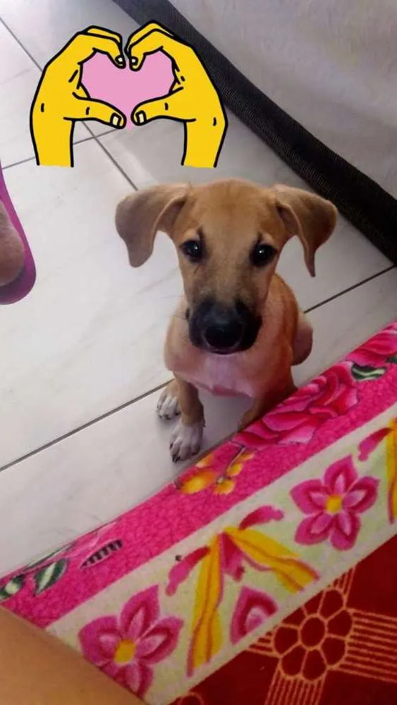 Cachorro raça Vira lata idade 2 a 6 meses nome Maik