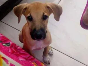 Cachorro raça Vira lata idade 2 a 6 meses nome Maik
