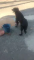 Rob