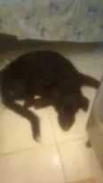 Rob