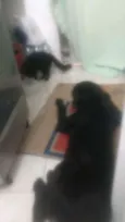 Rob