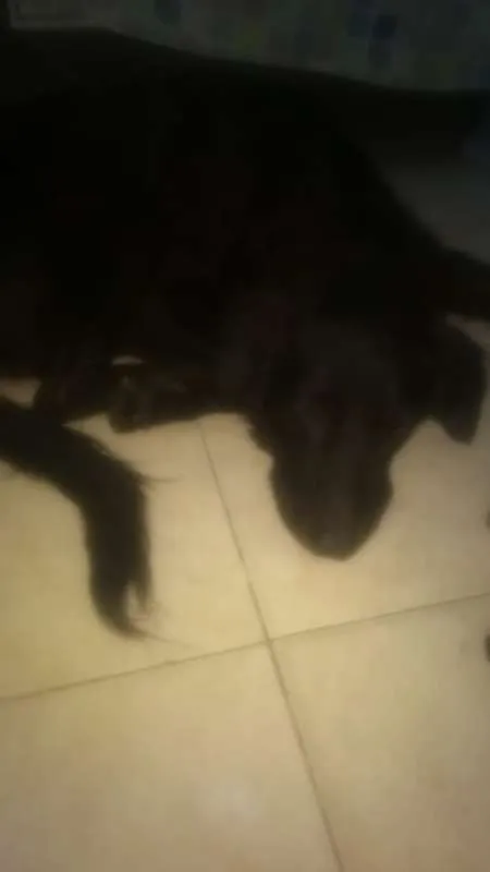 Cachorro ra a Vira lata idade 1 ano nome Rob