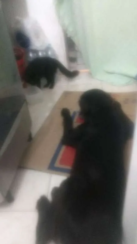 Cachorro ra a Vira lata idade 1 ano nome Rob