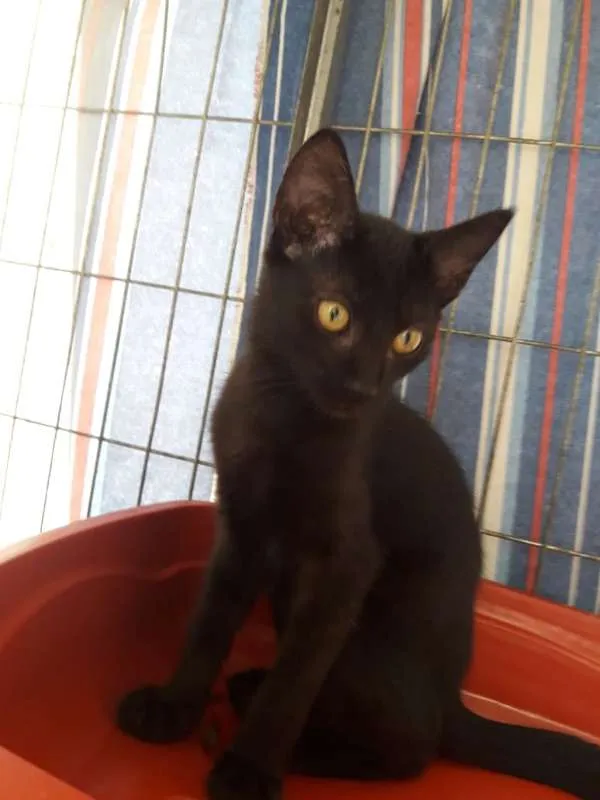 Gato ra a srd idade 2 a 6 meses nome Rafael