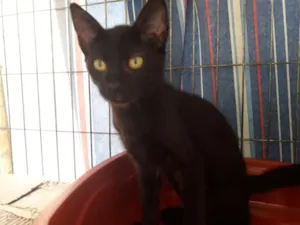 Gato raça srd idade 2 a 6 meses nome Rafael