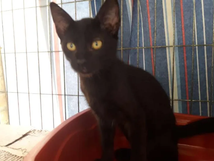 Gato ra a srd idade 2 a 6 meses nome Rafael