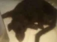 Rob