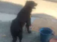 Rob