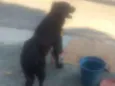 Rob
