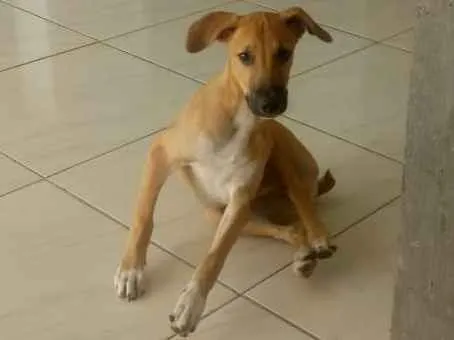 Cachorro raça Vira lata idade 2 a 6 meses nome Maik