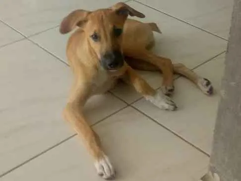 Cachorro raça Vira lata idade 2 a 6 meses nome Maik