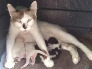 Gato raça  idade  nome Farofa