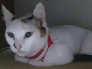 Gato raça Viralata idade  nome Nina e farofa