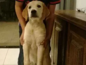 Cachorro raça Labrador idade 7 a 11 meses nome Diana