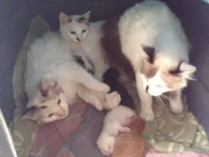 Gato raça Viralata idade Abaixo de 2 meses nome Não tem nome