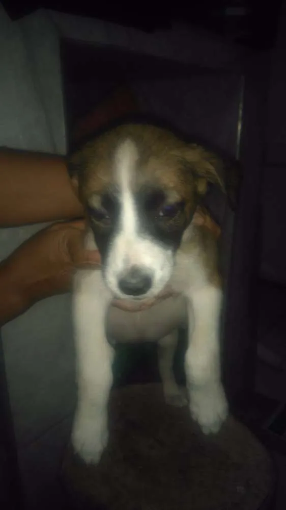 Cachorro ra a Indefinido idade 2 a 6 meses nome Sem nome