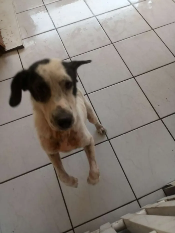 Cachorro ra a  idade 5 anos nome Lessy