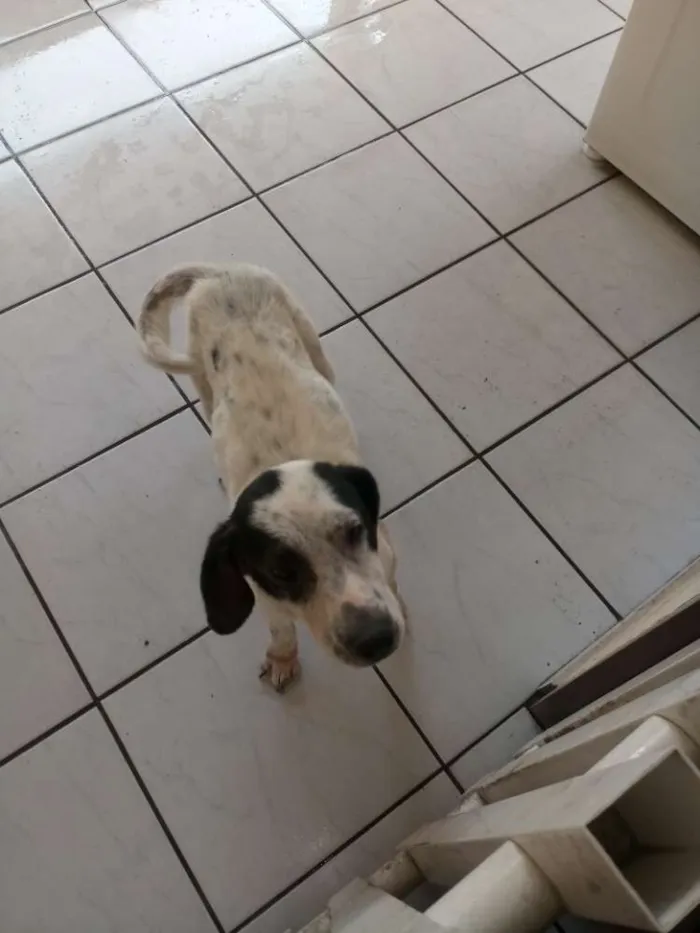 Cachorro ra a  idade 5 anos nome Lessy