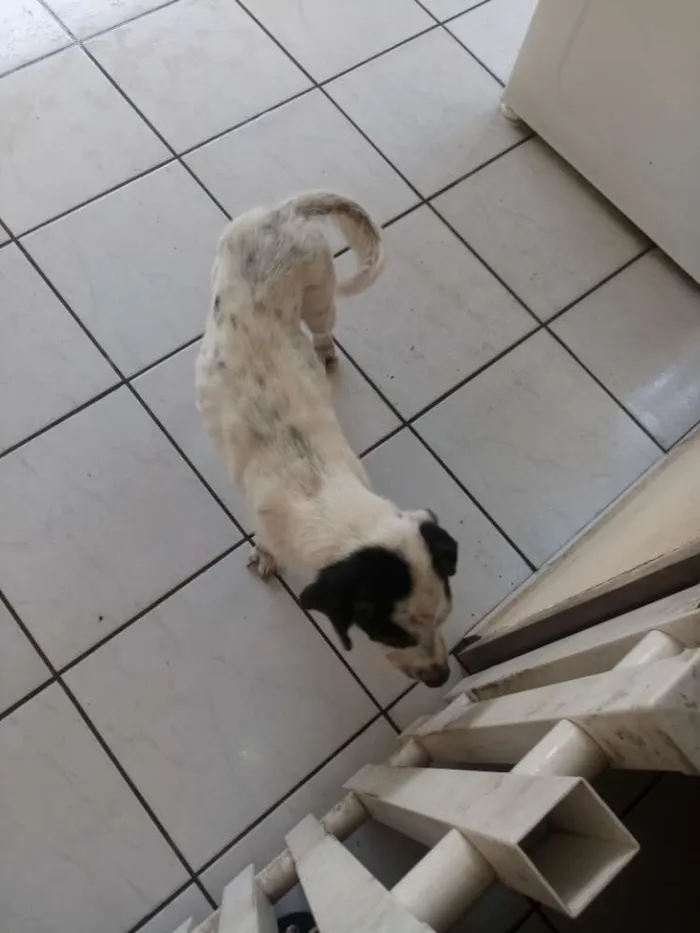 Cachorro ra a  idade 5 anos nome Lessy