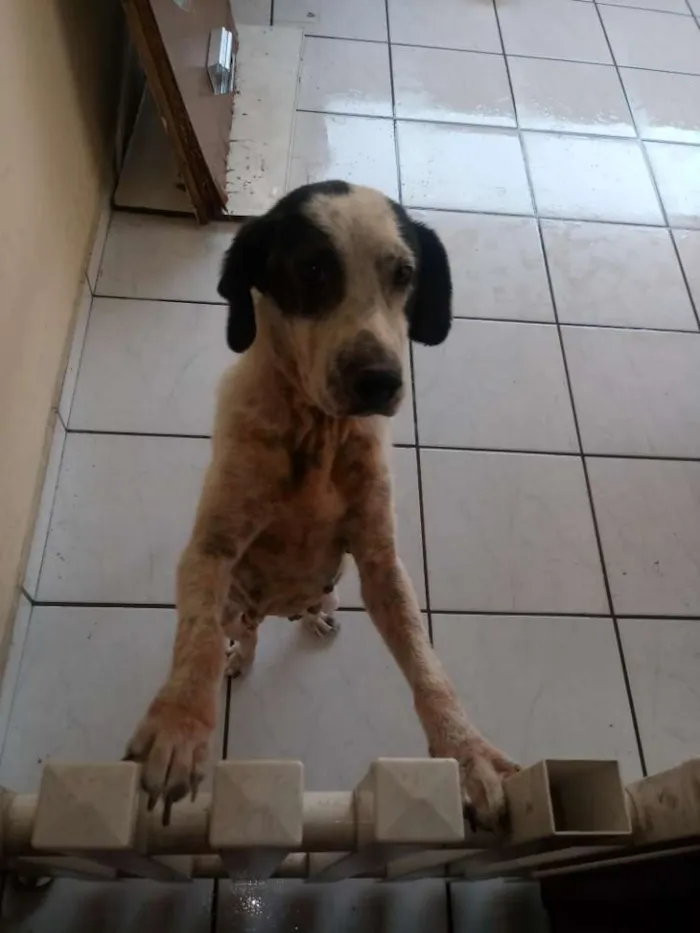 Cachorro ra a  idade 5 anos nome Lessy
