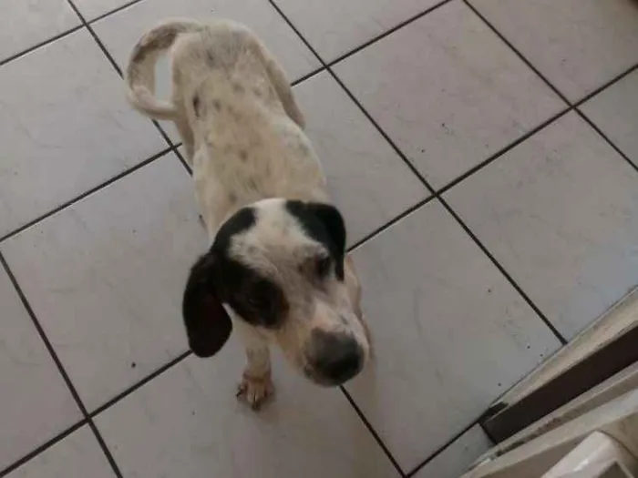 Cachorro ra a  idade 5 anos nome Lessy
