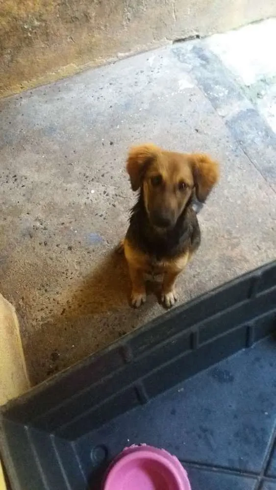Cachorro ra a Não identificada  idade 2 a 6 meses nome Sem nome