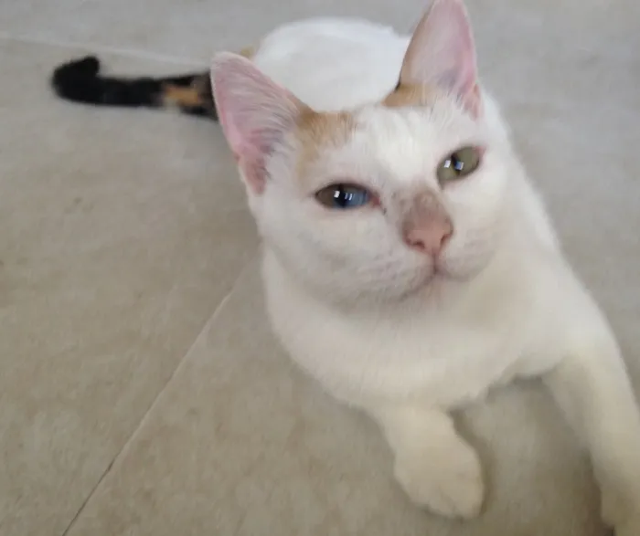 Gato ra a Não definida idade 2 anos nome Mamãe 