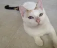 Mamãe