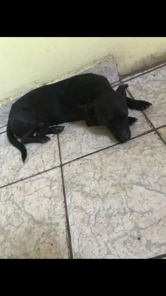 Cachorro ra a SRD idade 3 anos nome Sheldon e pretinha