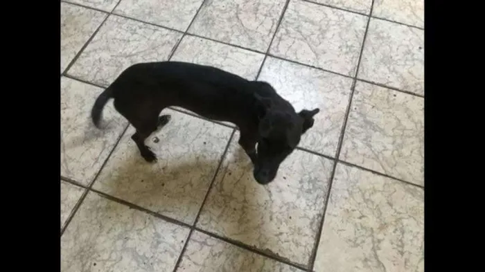 Cachorro ra a SRD idade 3 anos nome Sheldon e pretinha