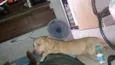 RUFF
