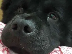 Cachorro raça Chow chow idade 7 a 11 meses nome Cyrus