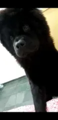 Cyrus