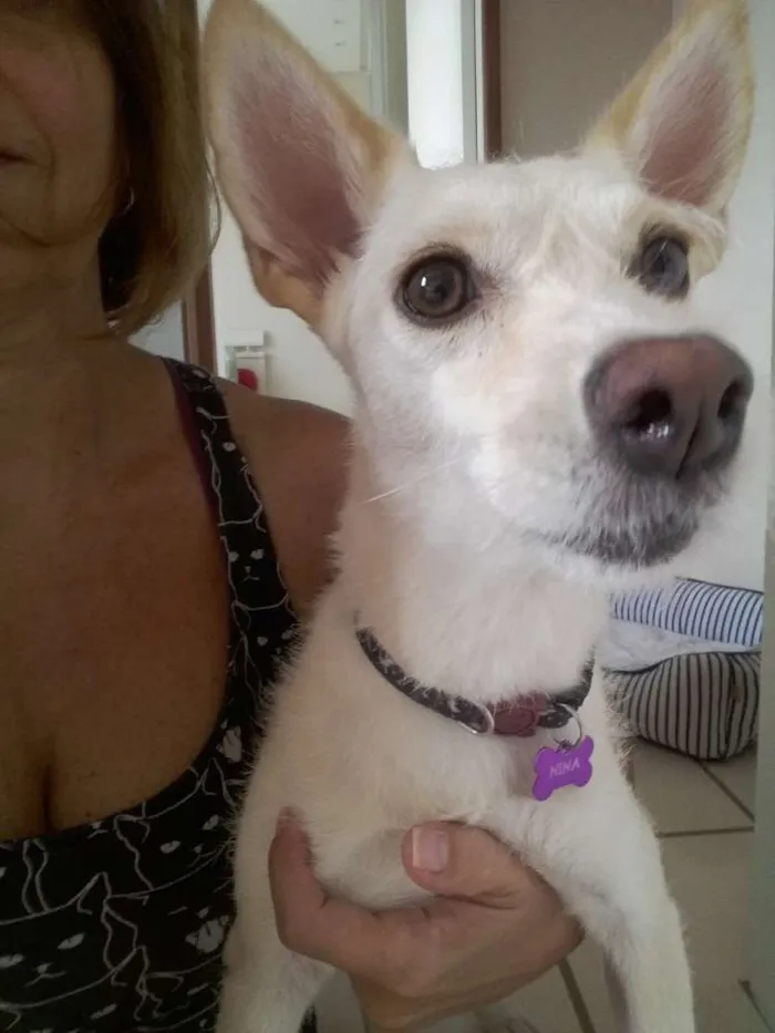 Cachorro raça Vira lata idade 2 anos nome Nina