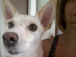 Cachorro raça Vira lata idade 2 anos nome Nina