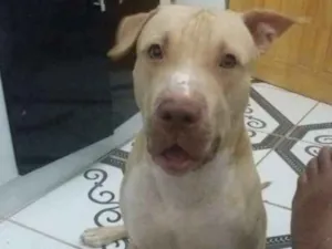 Cachorro raça PITBULL  idade 1 ano nome RUFF