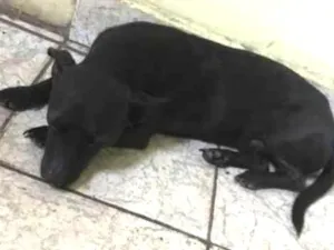 Cachorro raça SRD idade 3 anos nome Sheldon e pretinha