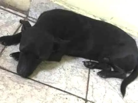 Cachorro ra a SRD idade 3 anos nome Sheldon e pretinha