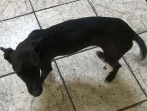 Cachorro ra a SRD idade 3 anos nome Sheldon e pretinha