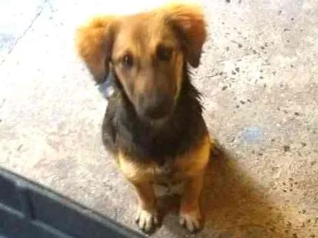 Cachorro ra a Não identificada  idade 2 a 6 meses nome Sem nome