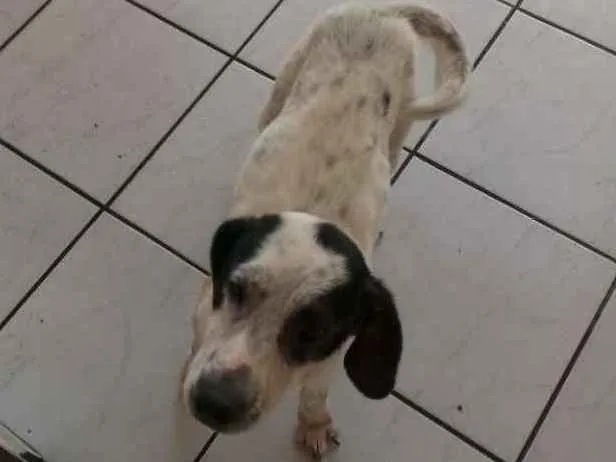 Cachorro ra a  idade 5 anos nome Lessy