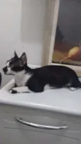 Damdá