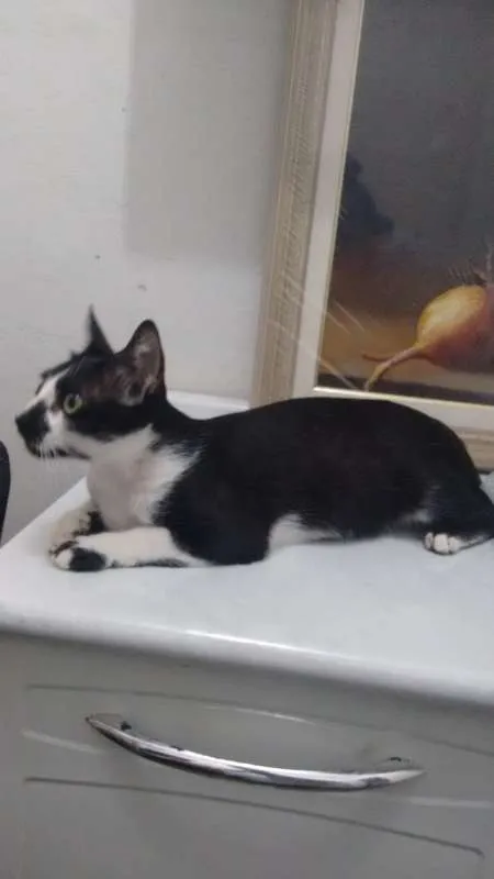 Gato ra a Europeu comum idade 7 a 11 meses nome Damdá