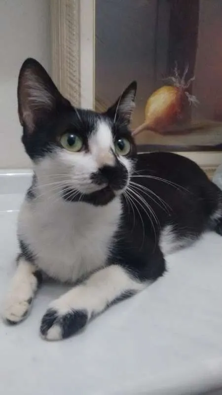 Gato ra a Europeu comum idade 7 a 11 meses nome Damdá