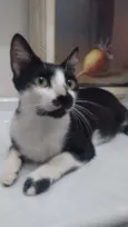 Damdá