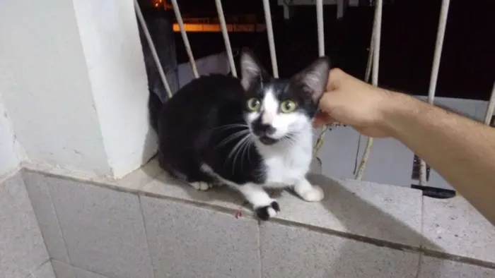 Gato ra a Europeu comum idade 7 a 11 meses nome Damdá